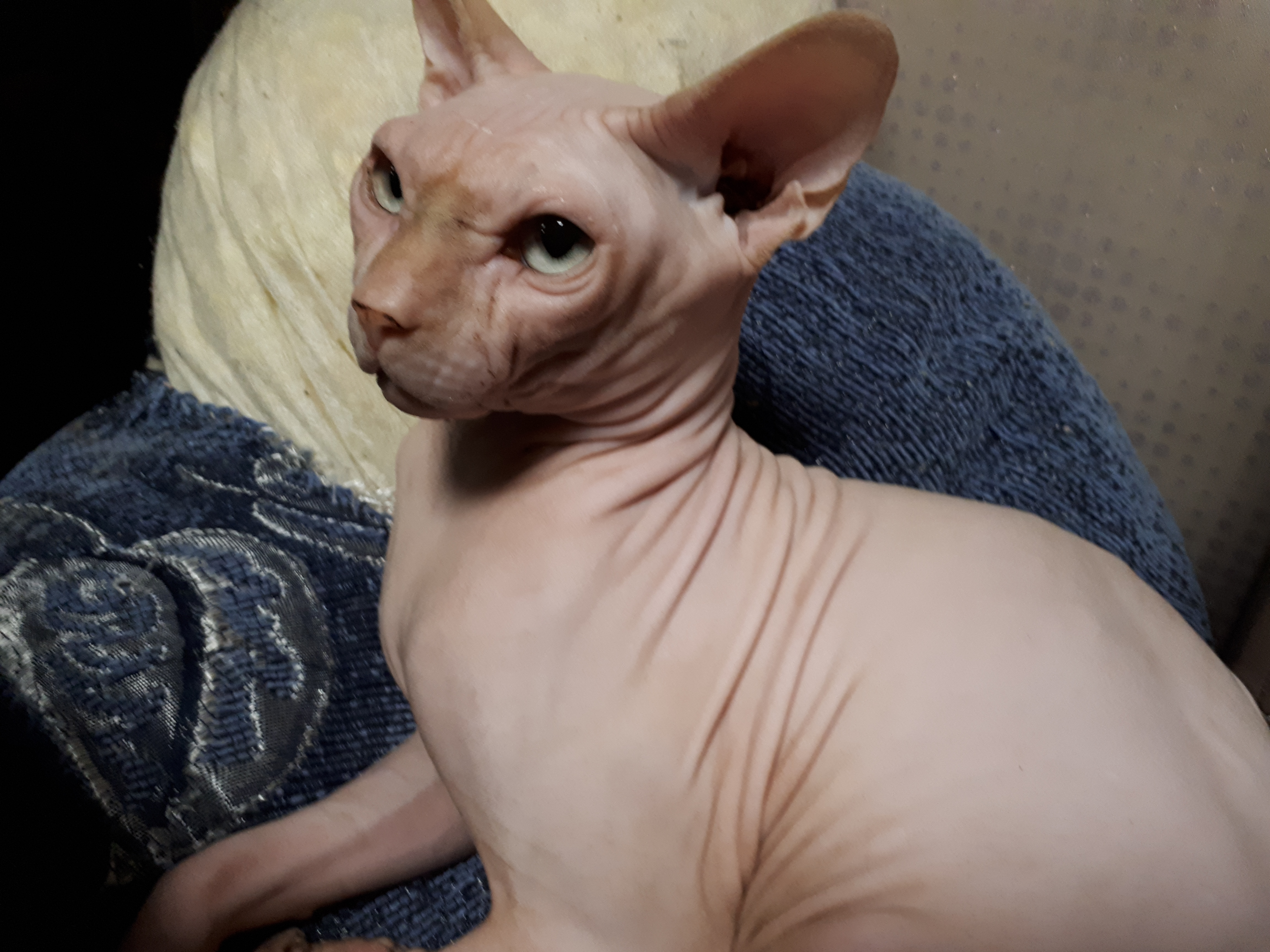 Фото питомца: кот Сема в детстве