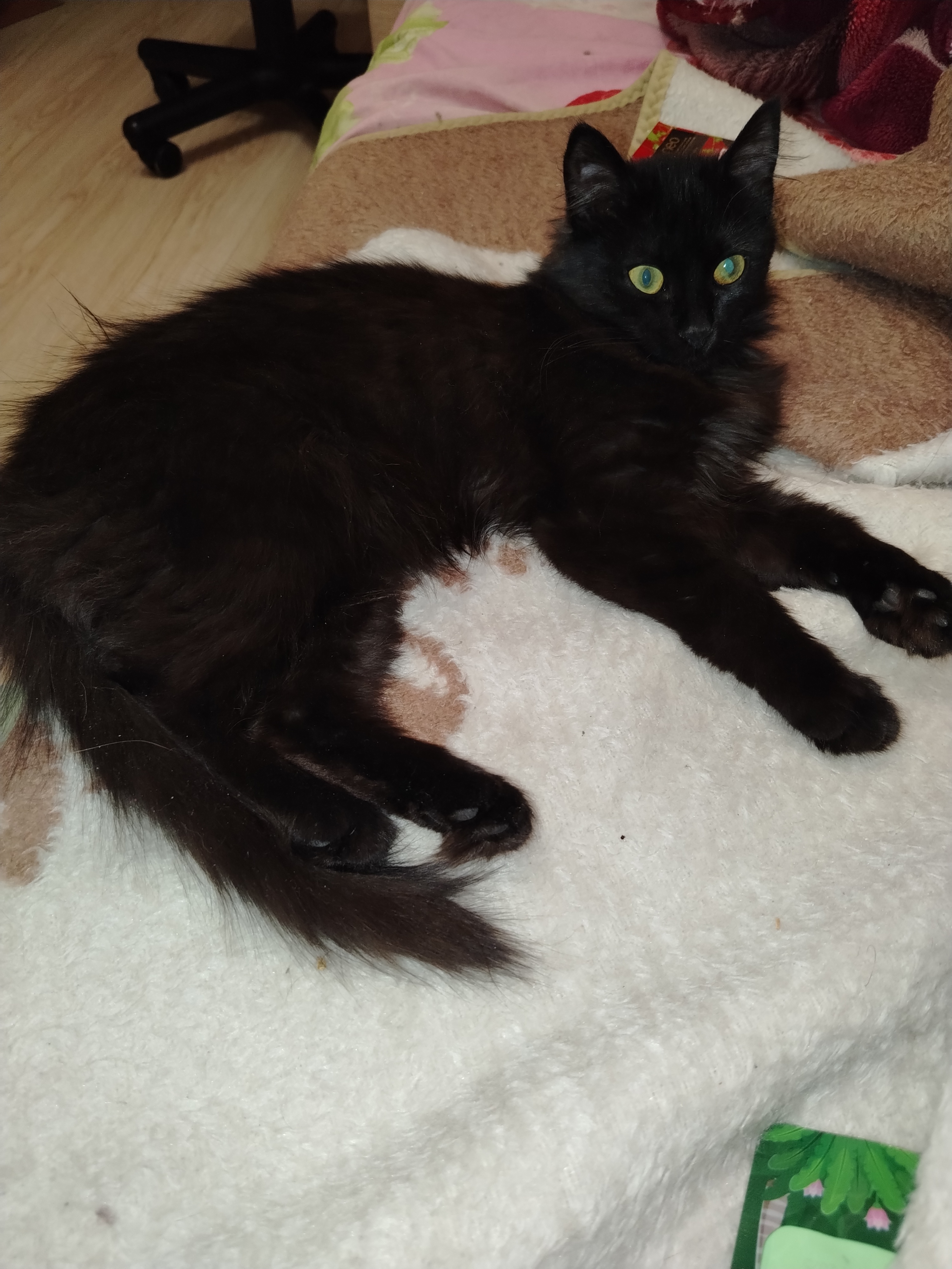 Фото питомца: кошка Клео в позе изящного зеленоглазого коврика