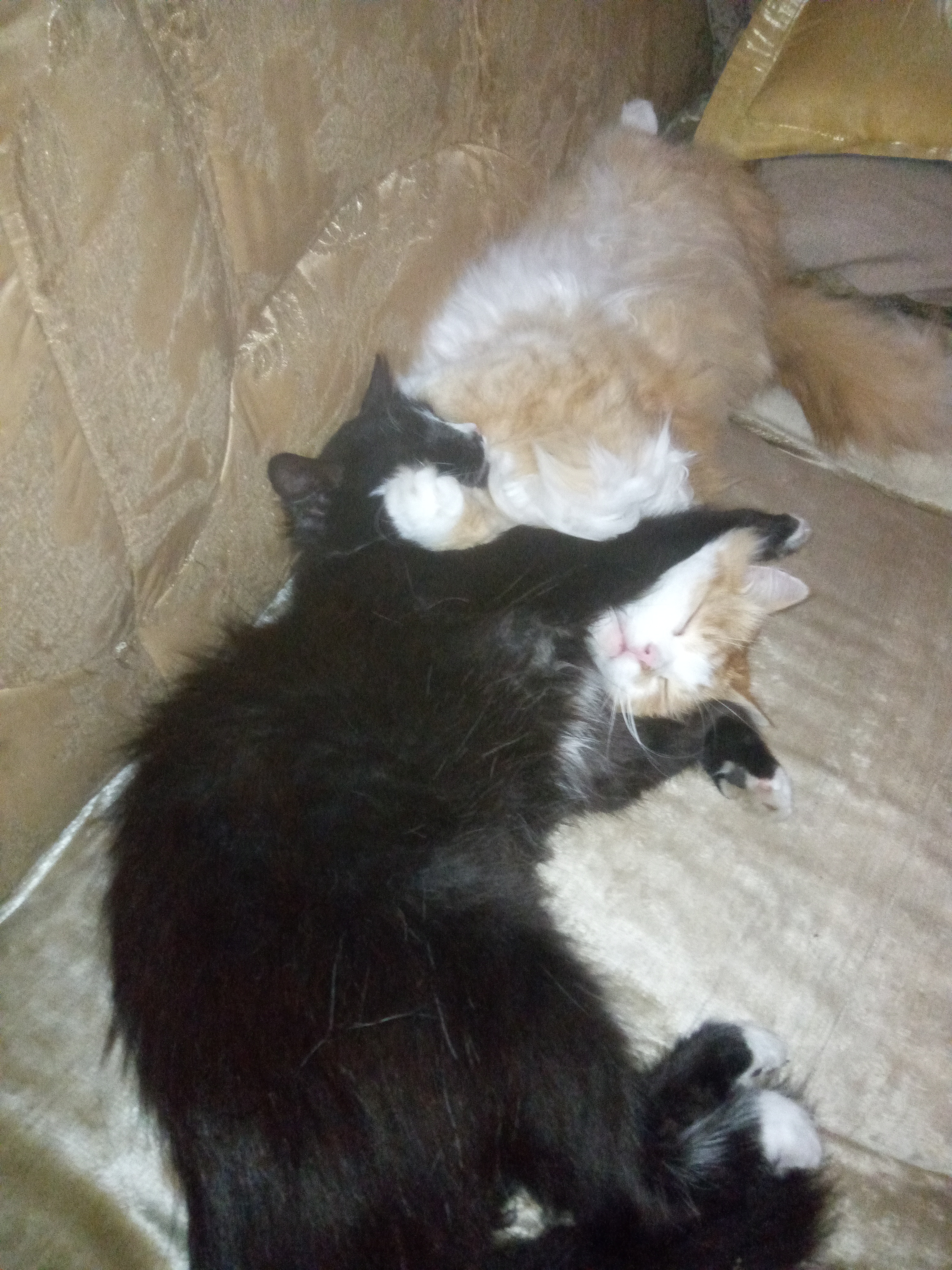 Фото питомцев: коты Черныш и Яша спят в обнимку