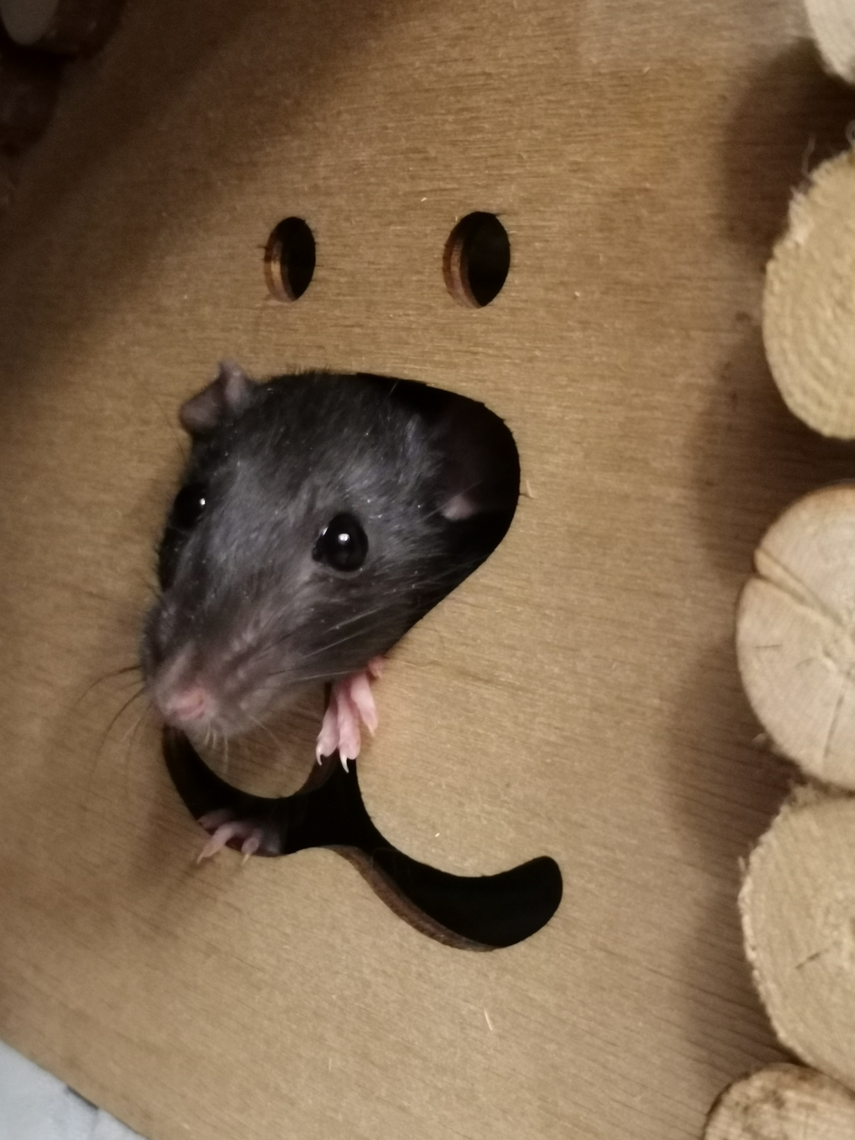 Фото питомцев: крысы Шустря и Санта позируют