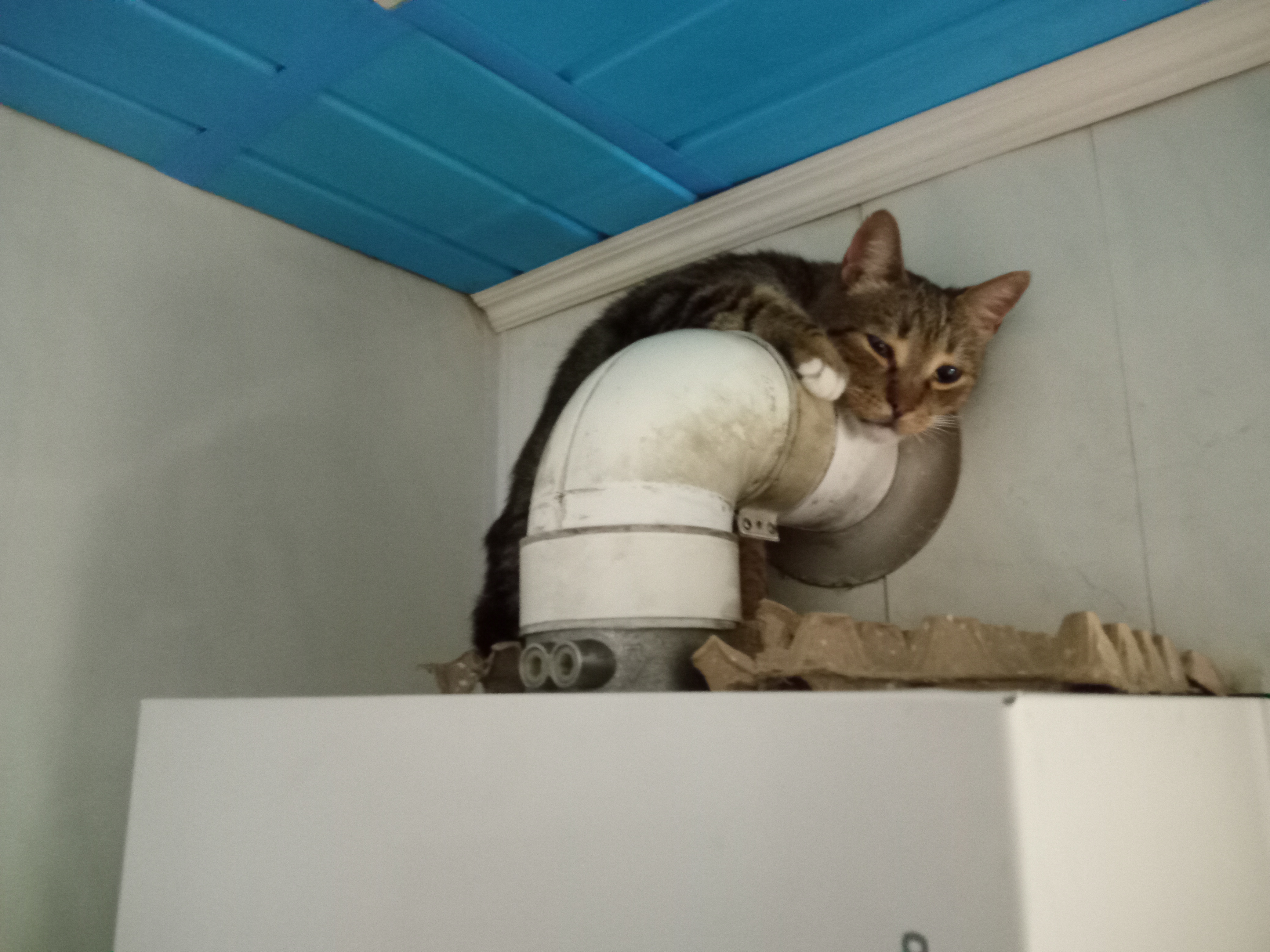 Фото питомца: кот Тигрик спит на трубе