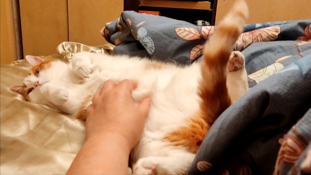 Фото питомца: кот Бонифаций счастлив, даже животик подставляет