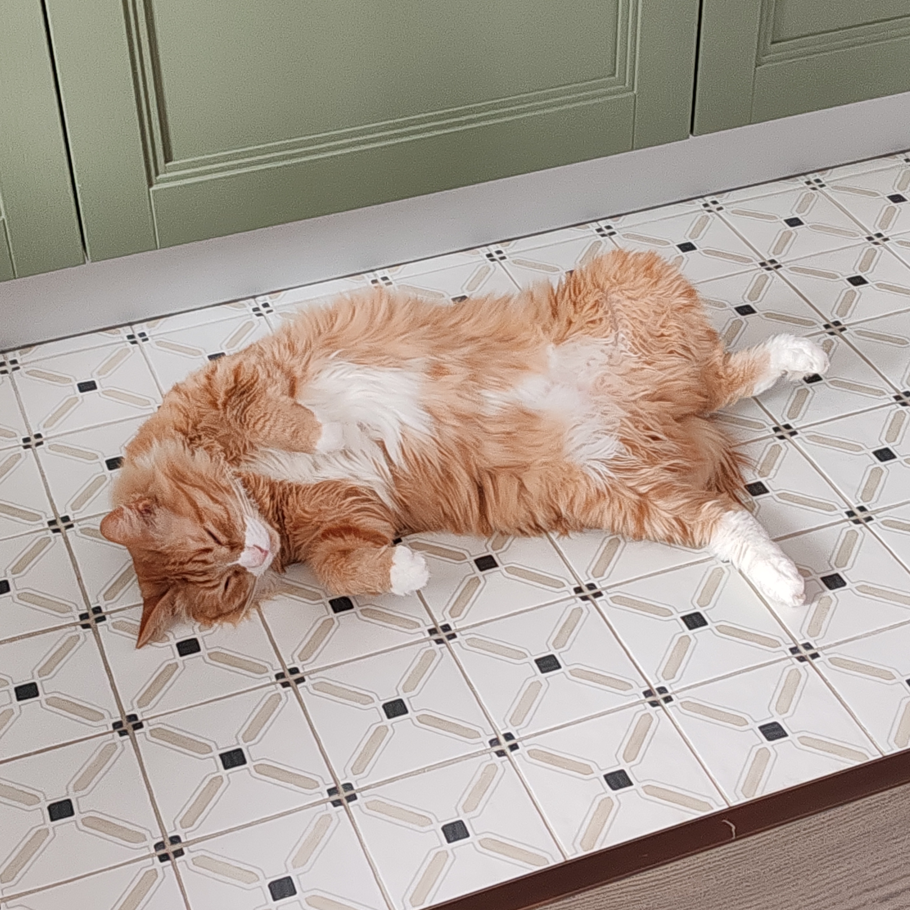 Фото питомца: кот Чарли показывает пузо