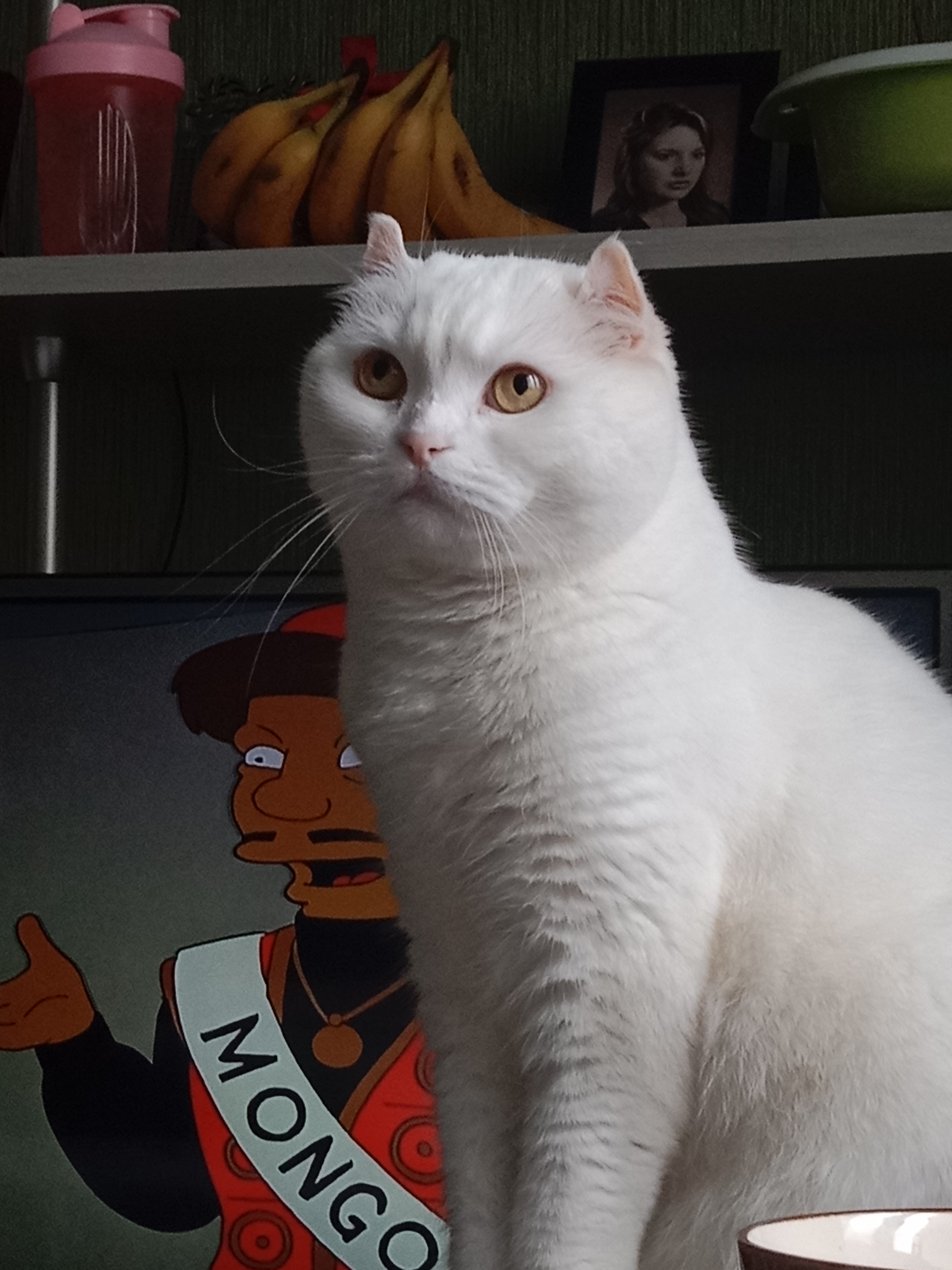 Фото питомца: кот Умка и его стикерпак