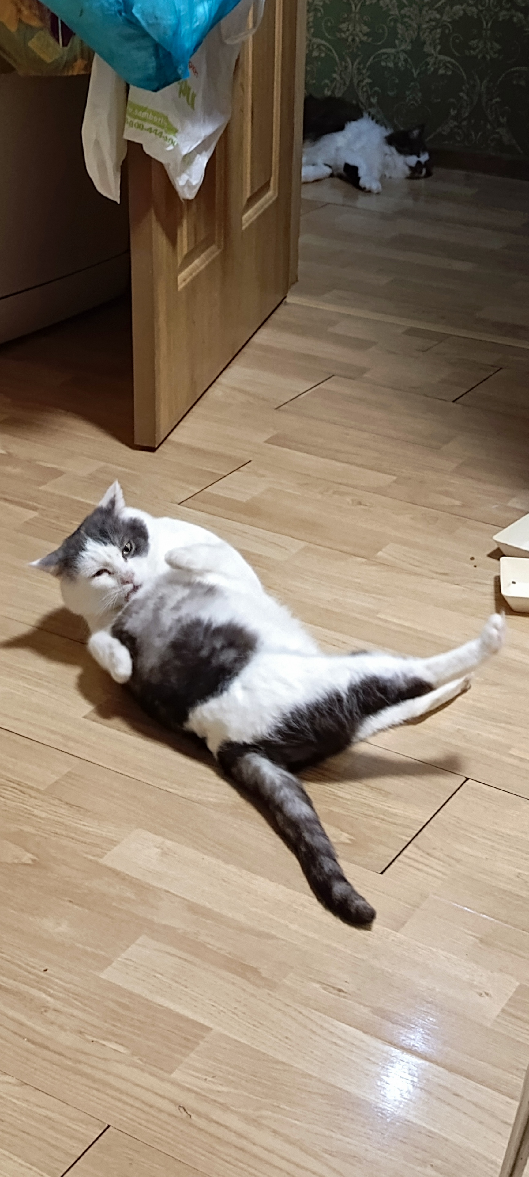 Фото питомца: кот Федор изображает гимнаста