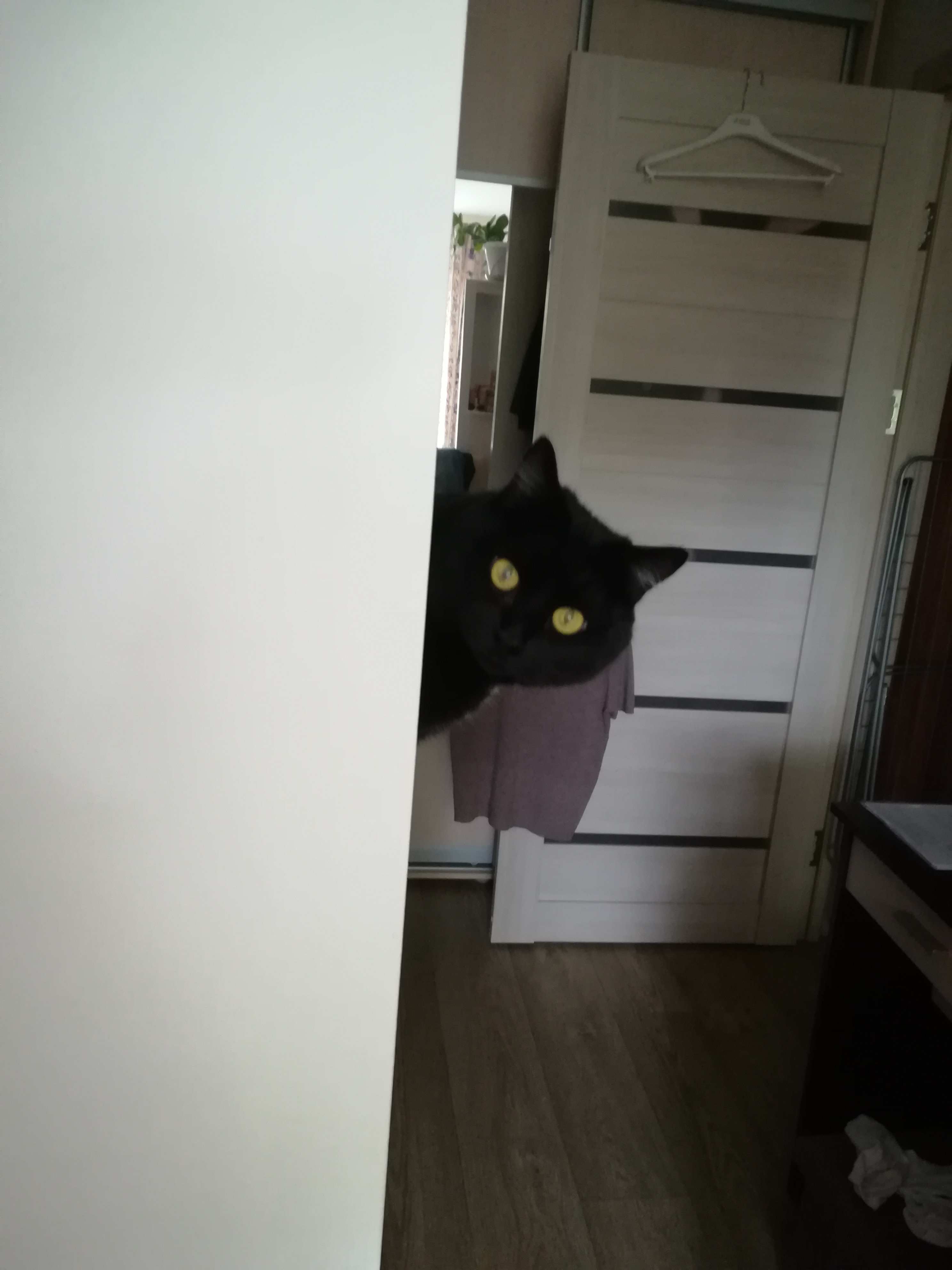 Фото питомца: кот Василий на посту