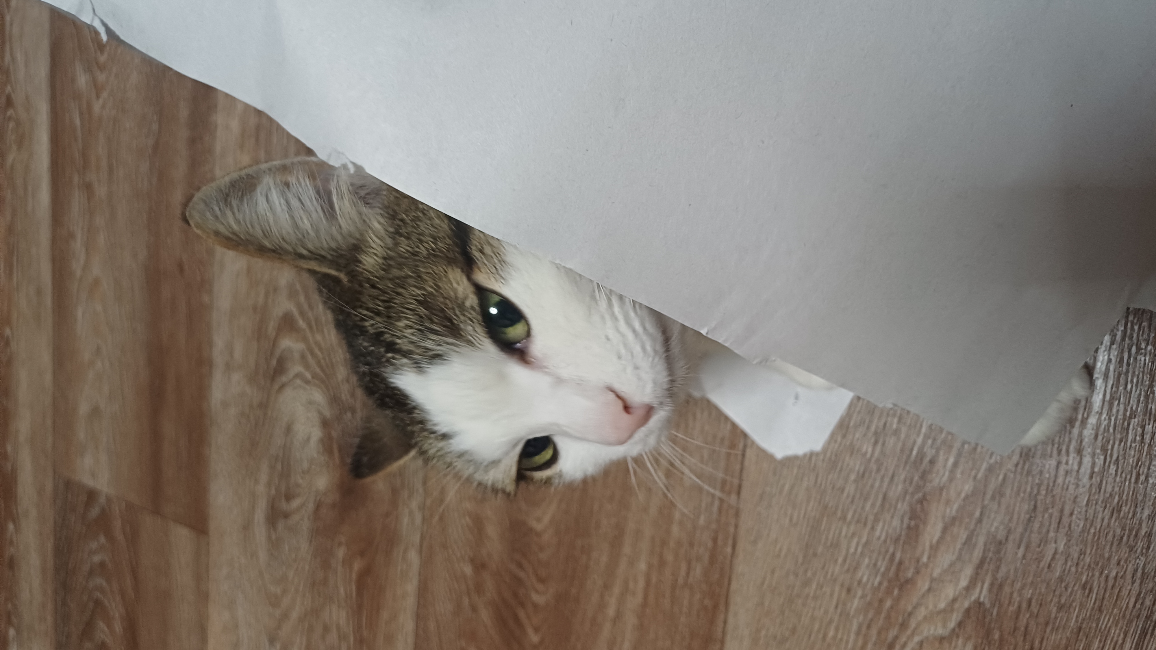 Фото питомца: кот Тихон подглядывает