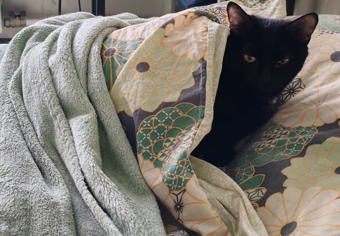 Фото питомцев: кошка Багира проснулась, а кот Фабьен и собака Лу защищают холодильник