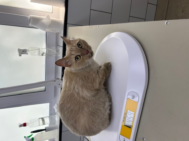 Я нашла кошку Марселу на оживленной трассе и забрала ее домой