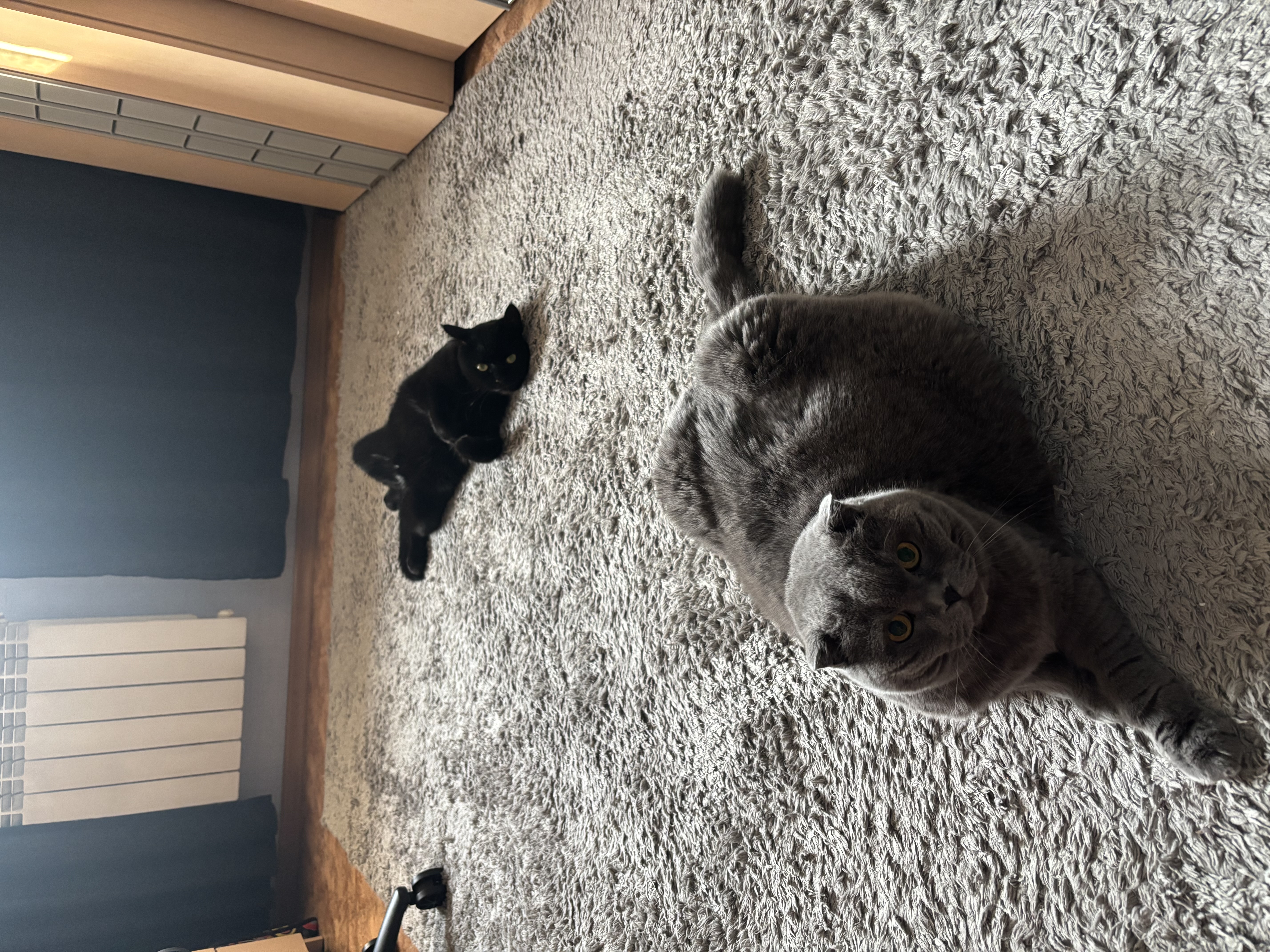 Фото питомцев: дружба Сильвестра и Фрея на расстоянии