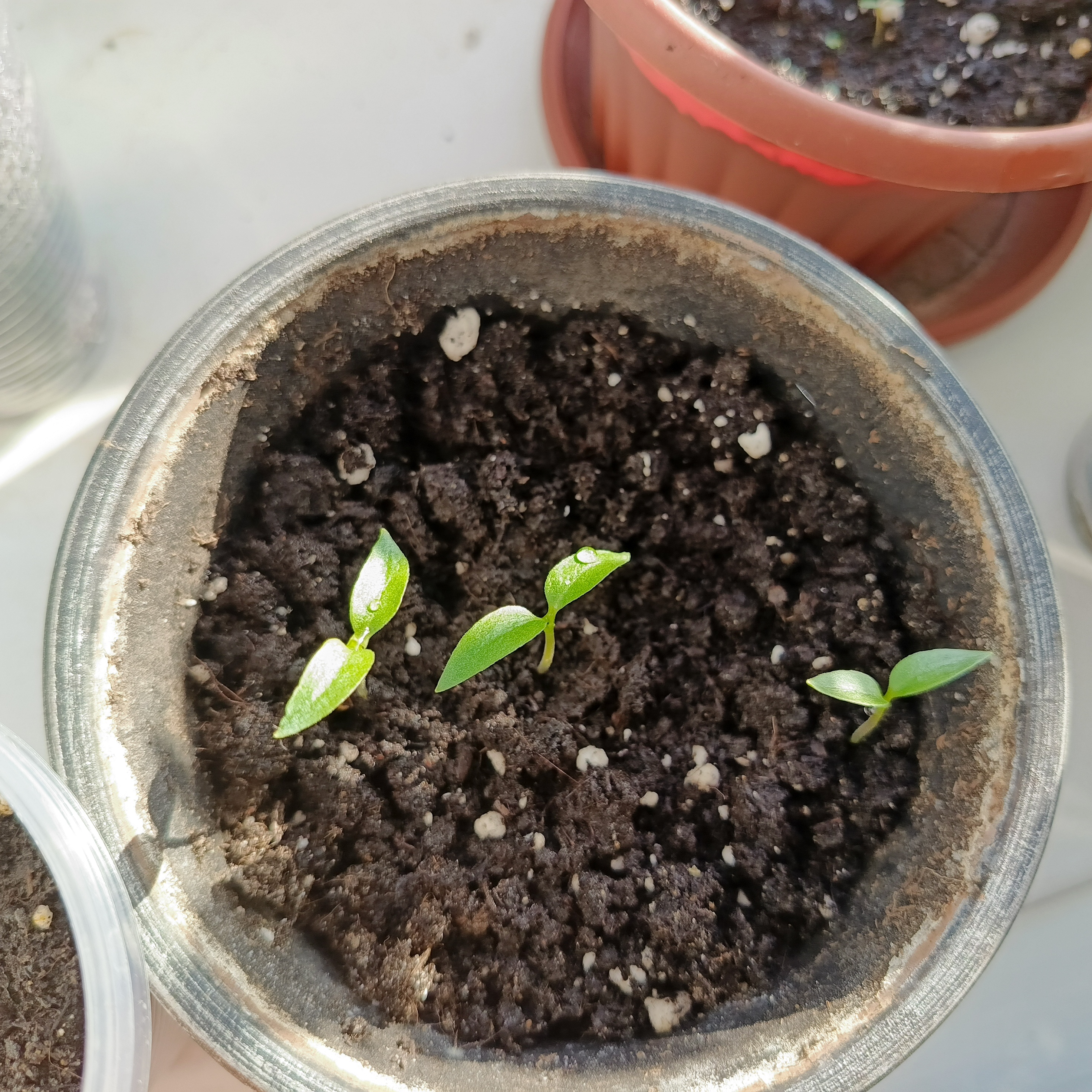 «Эксперимент и любопытство»: как я пытаюсь вырастить «огород» на балконе