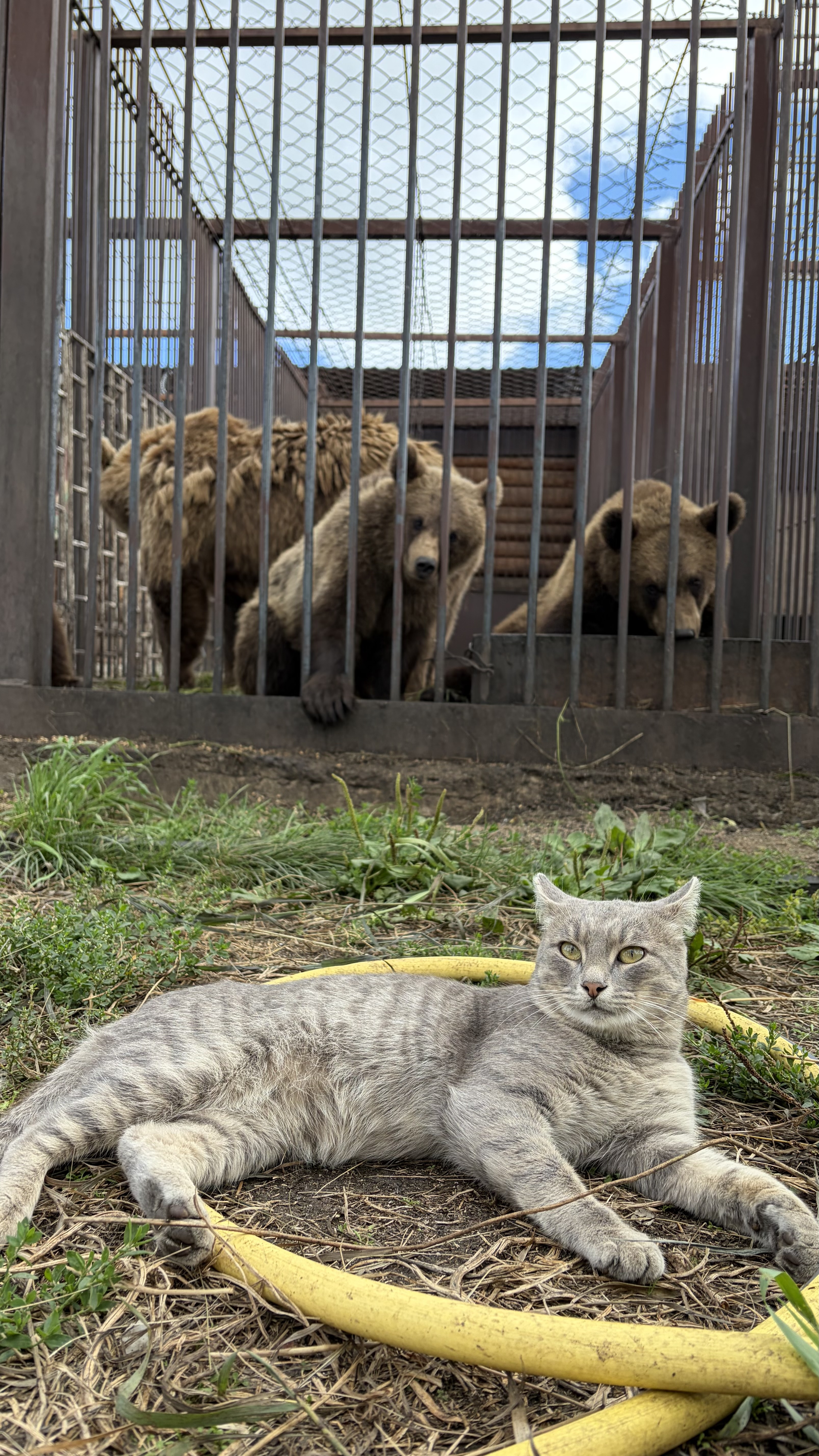 Фото питомца: слабоумие и отвага