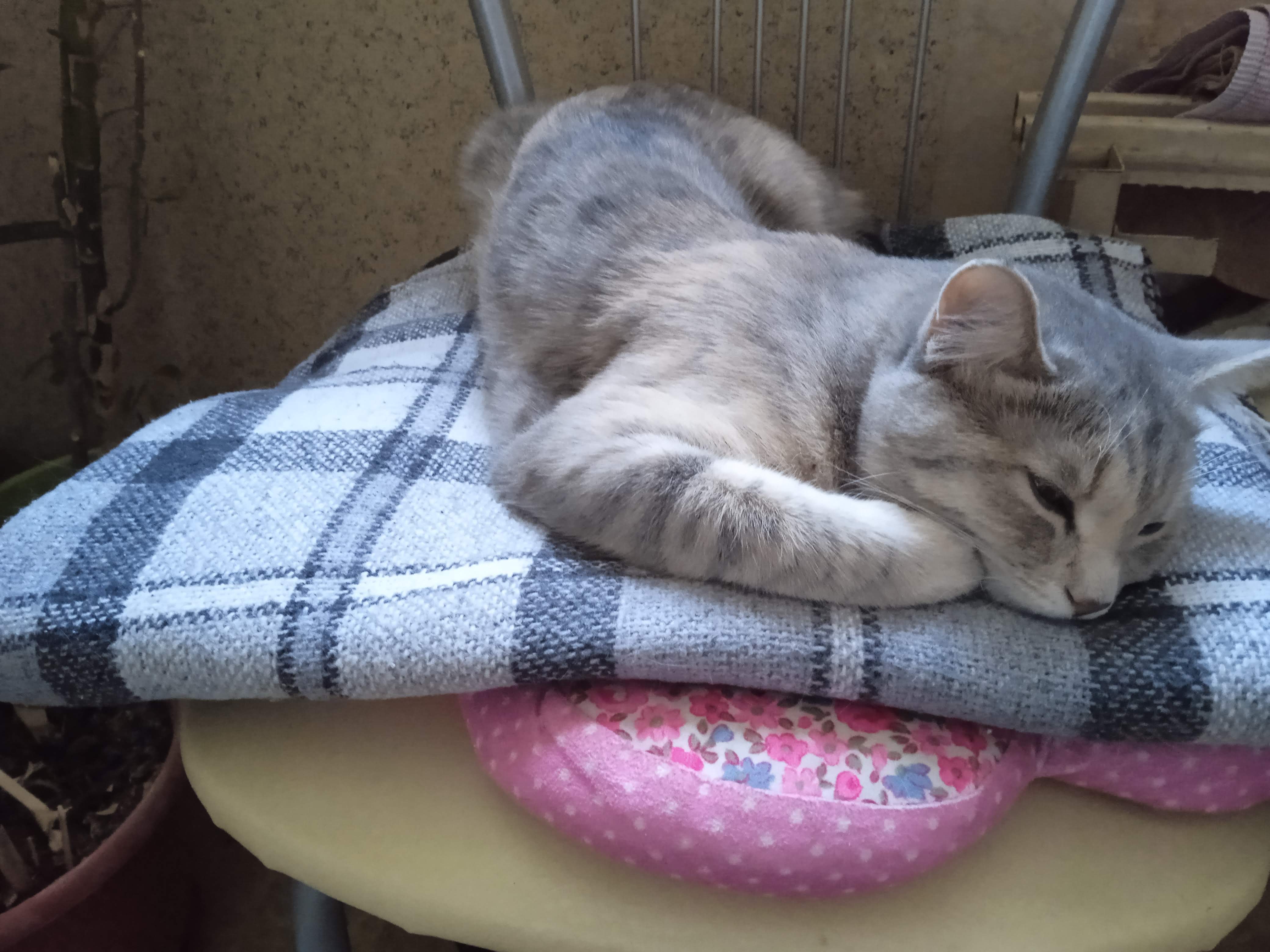 Фото питомца: кошка Соня отдыхает