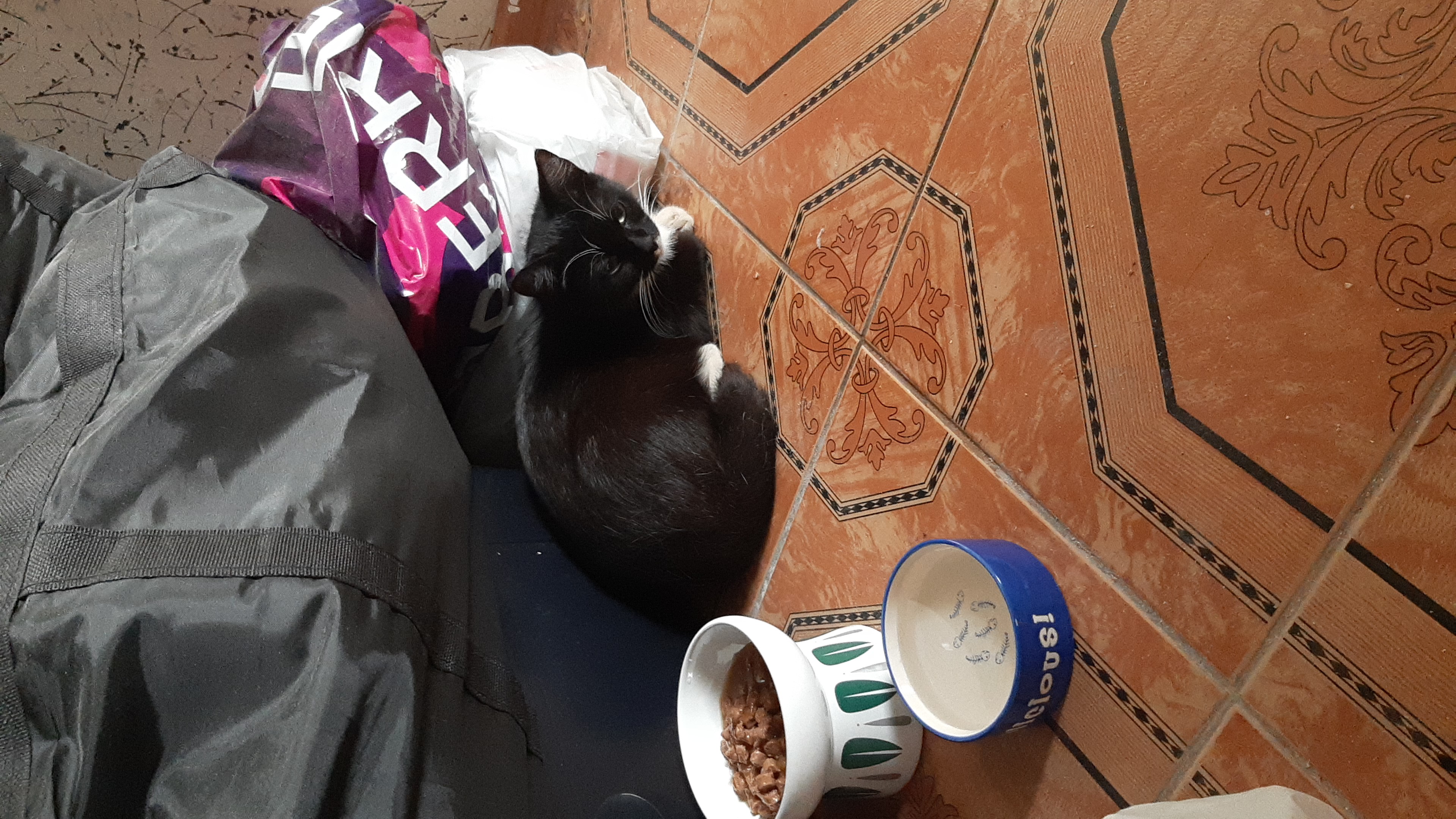 До и после: кошка Маша, которую мы забрали из подвала, где она жила после смерти хозяйки