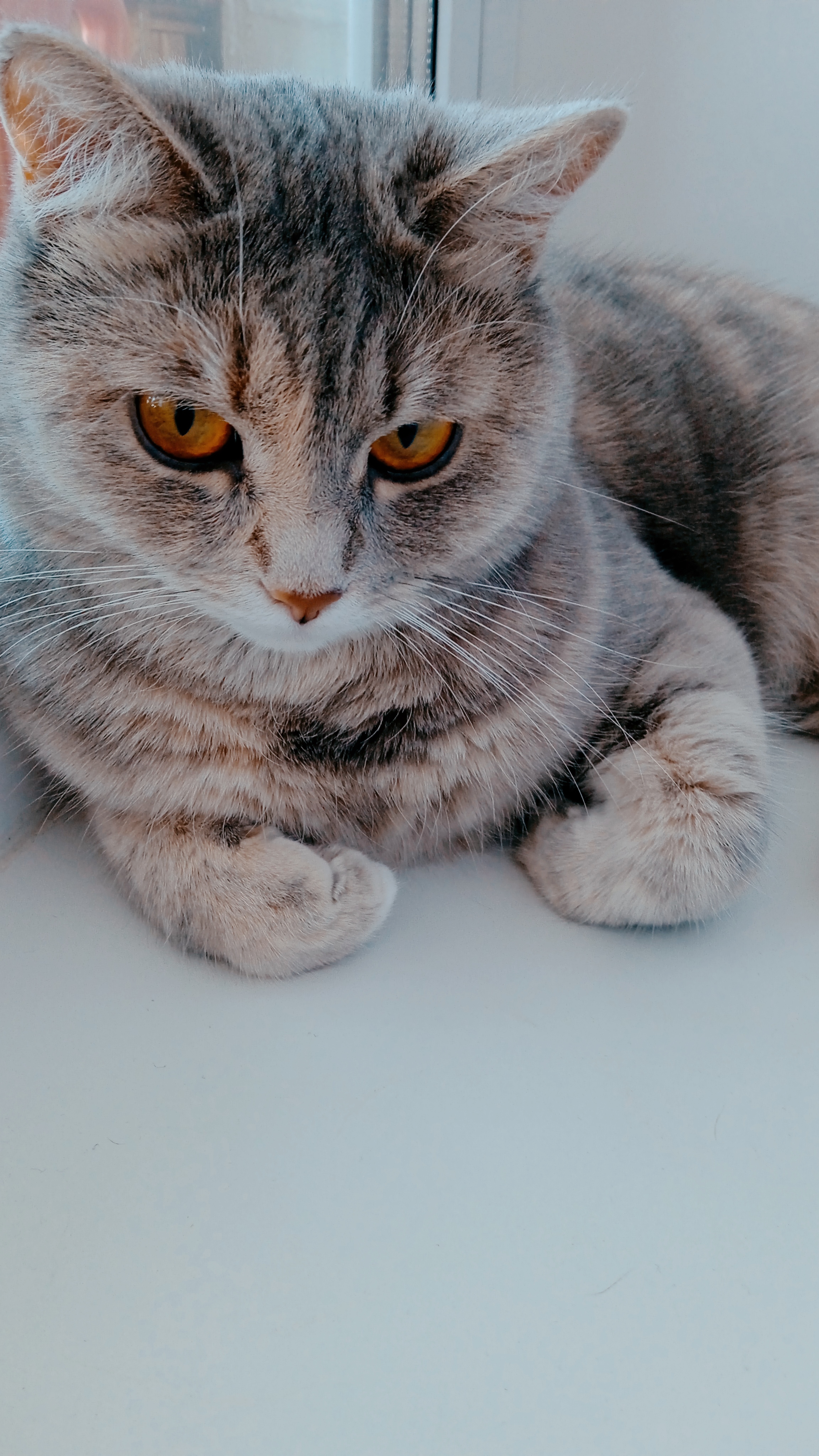 Фото питомца: кошка Соня позирует