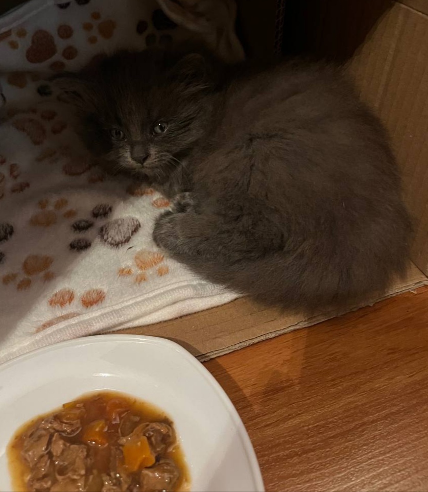 Мы спасли котенка Пряника, и теперь он лучший друг нашего Персика