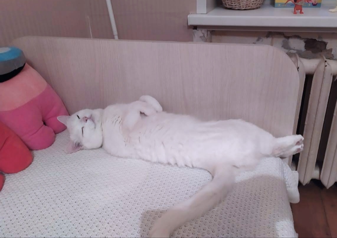 Фото питомца: сон кота Басилевса