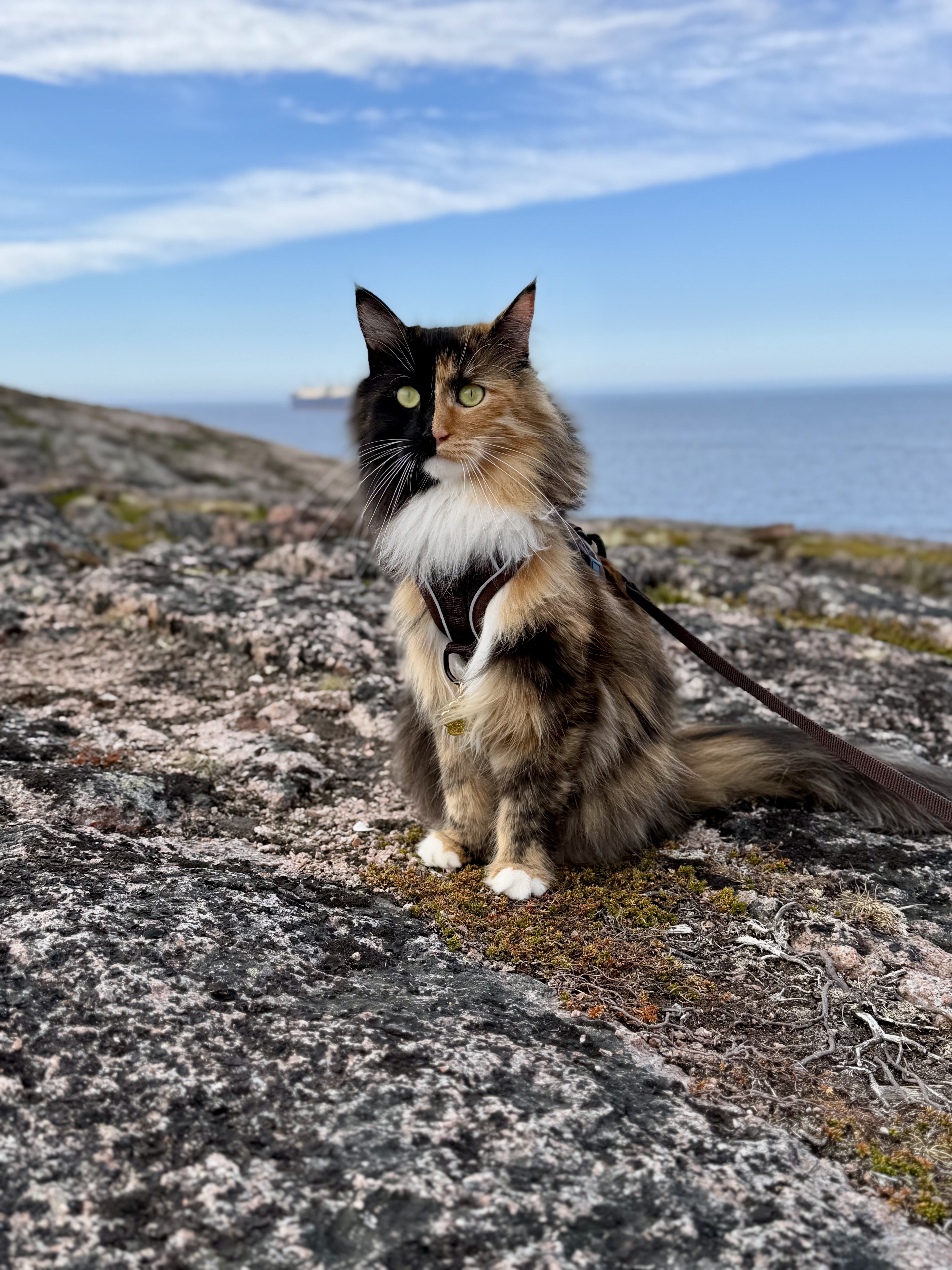 Фото питомца: кошка Луна на краю Земли в поселке Териберка