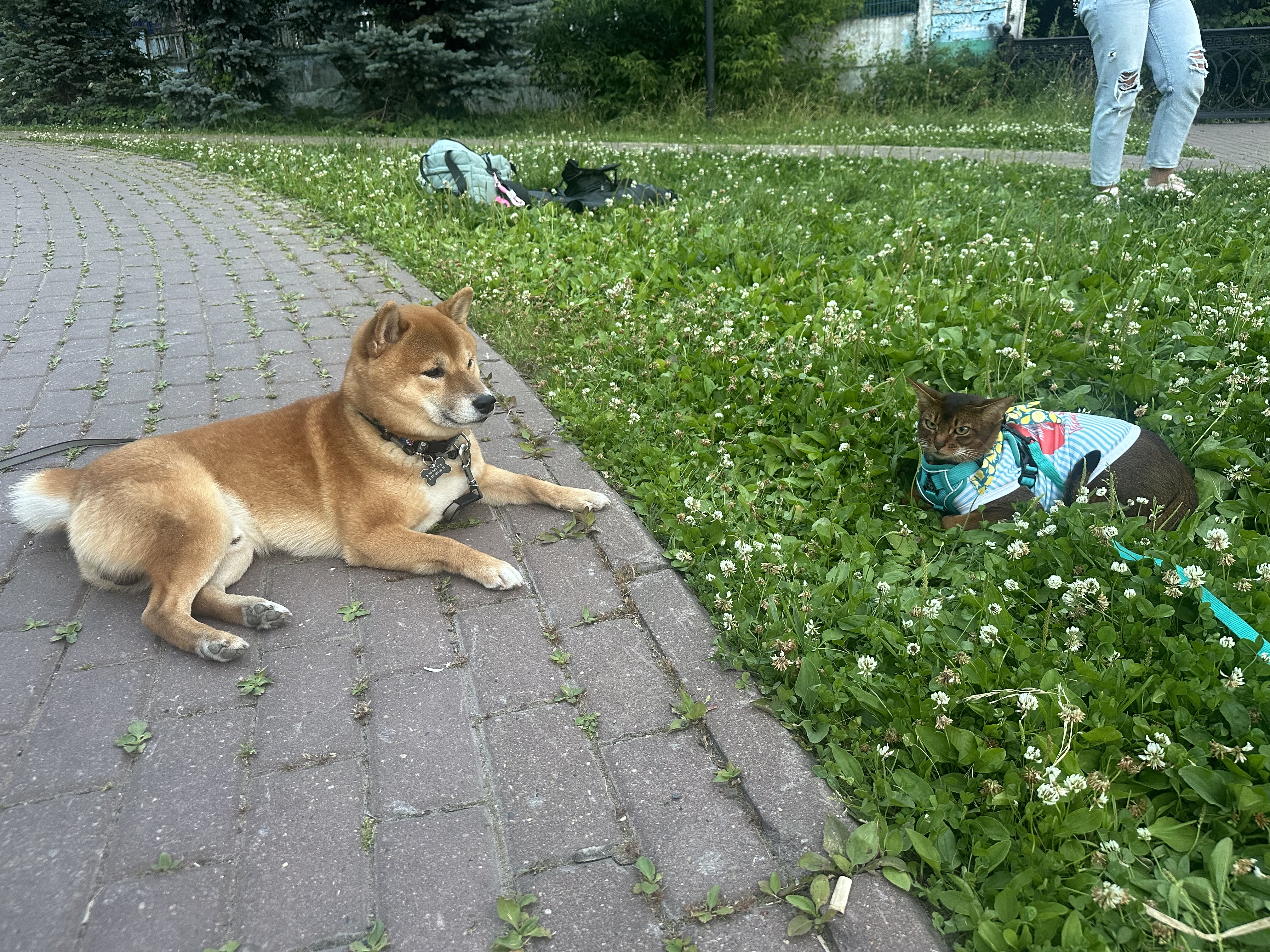 Фото питомцев: абиссинская кошка Аби встретилась с сиба-ину Рокки