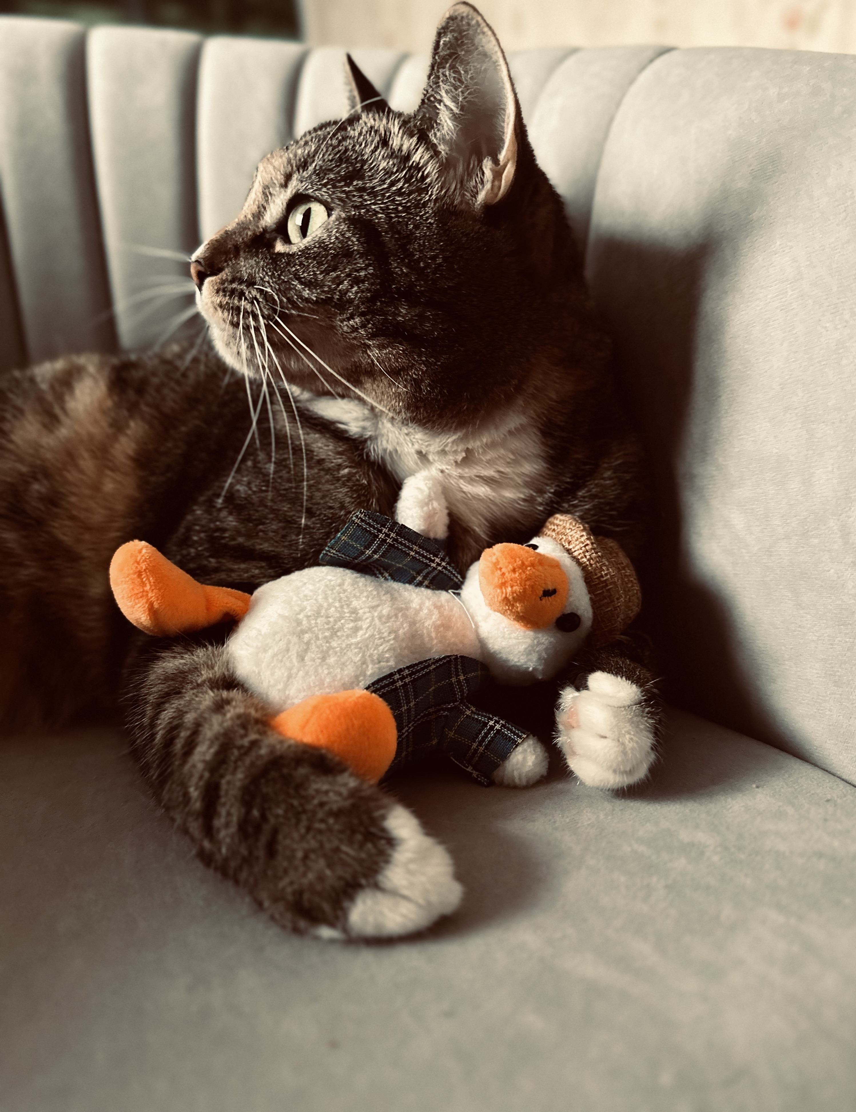 Бесценная игрушка: кошка Шерри и ее гусь