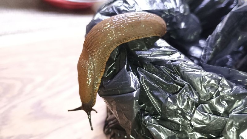 Как вы боретесь с испанскими слизнями?