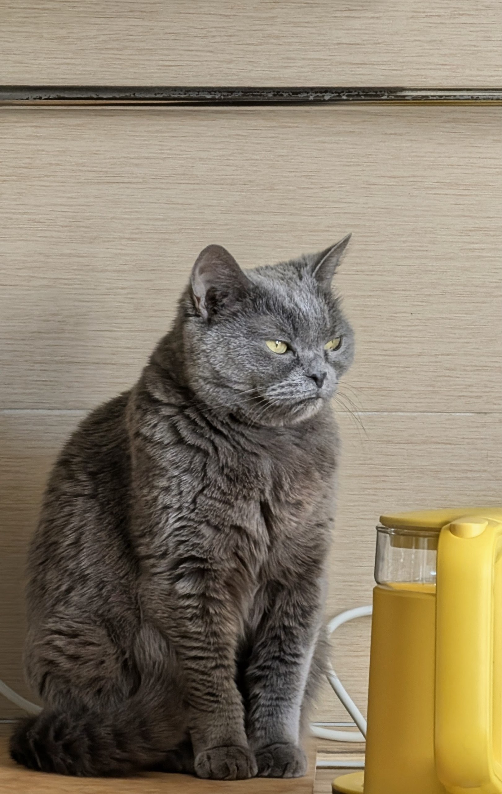 Фото питомца: кошка Нана выражает недовольство утром понедельника