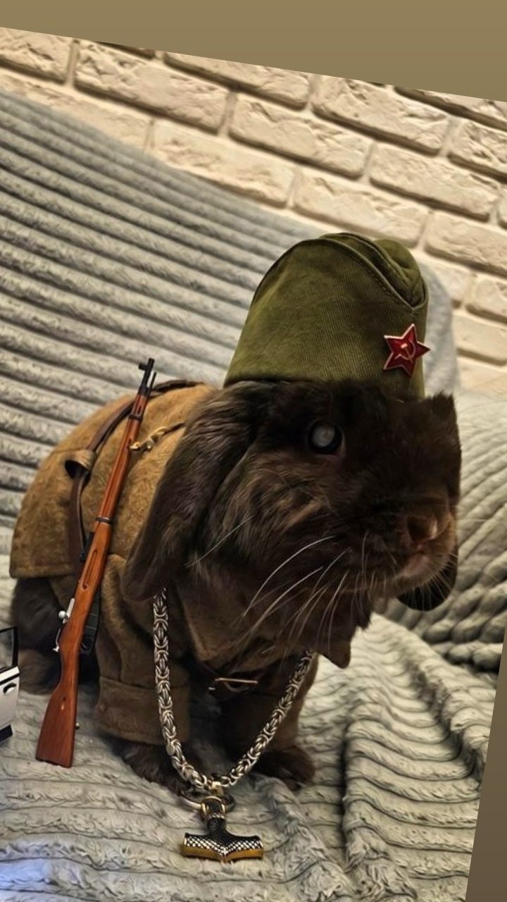 Фото питомца: кролик Плюшик готов к защите Совхоза имени Ленина