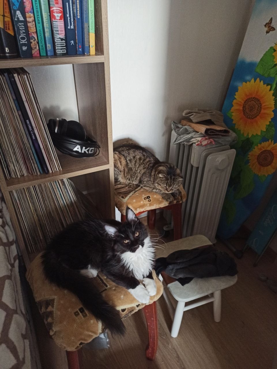Что делать, если мама требует забрать неуправляемого кота обратно, а мой парень против?