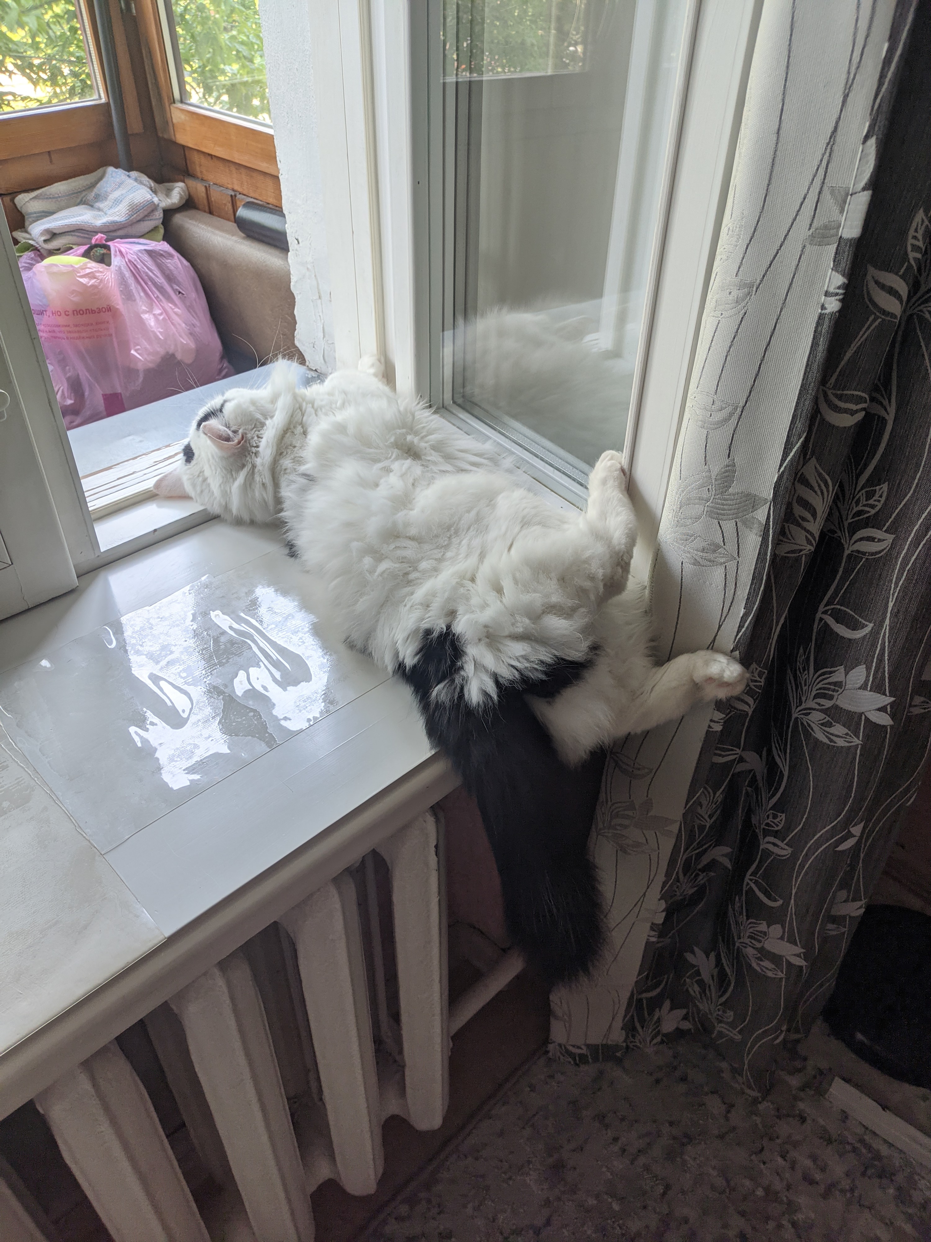 Фото питомца: кот устал