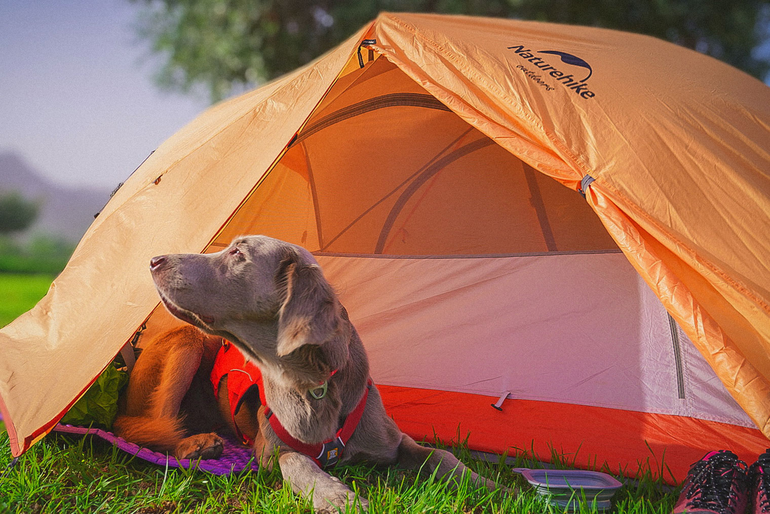 Если собака ночует в тамбуре, безопаснее пристегнуть ее на поводок. Поэтому место для палатки лучше искать рядом с деревом
