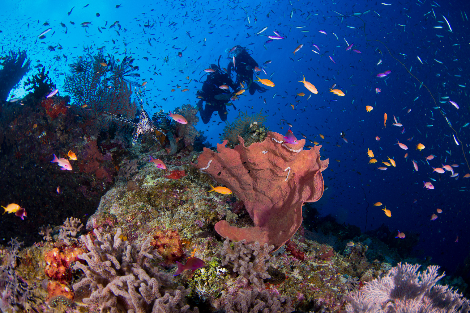Большой Барьерный риф протянулся на 2500 километров. Туристам разрешено посещать только некоторые острова гряды. Фото: Islandjems — Jemma Craig / Shutterstock