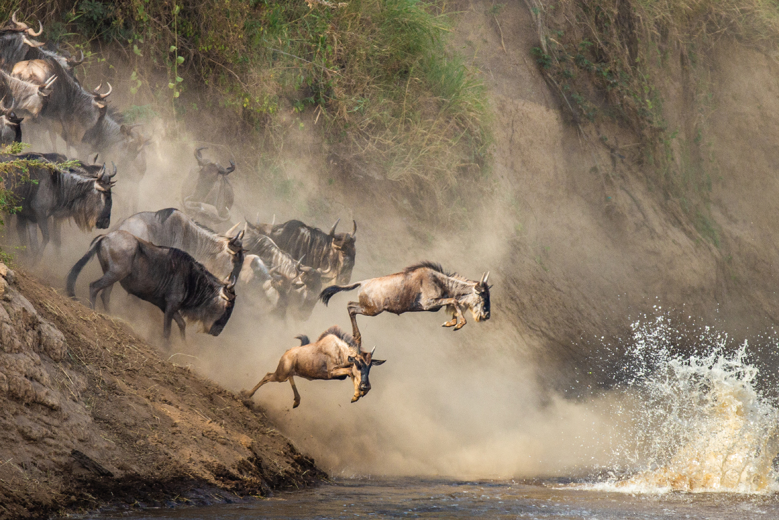 Антилопы гну пересекают реку Мару. Фото: GUDKOV ANDREY / Shutterstock
