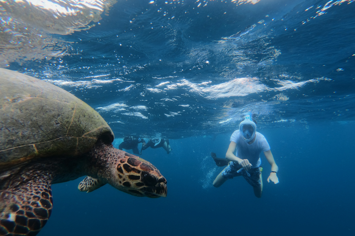 Морских обитателей и кораллы не стоит трогать руками. Фотография: Frecca / Shutterstock