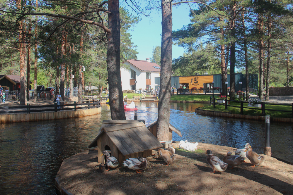 В парке «Еляты Club» есть озеро, в котором живут утки