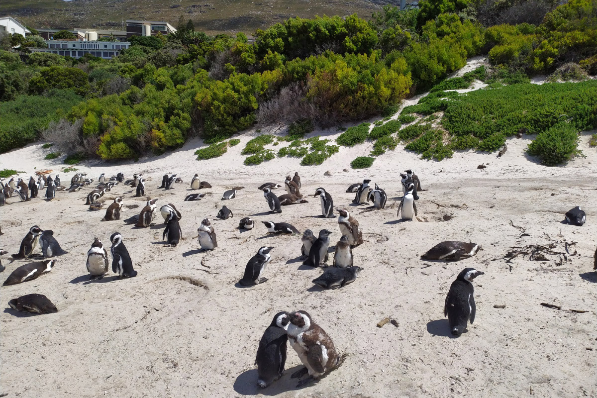Пингвины на пляже «Фокси»