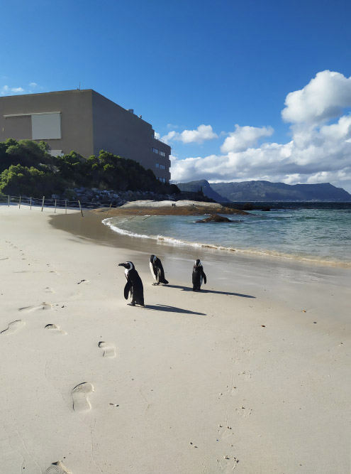 Мне повезло: я застал на Сифорте сразу нескольких пингвинов