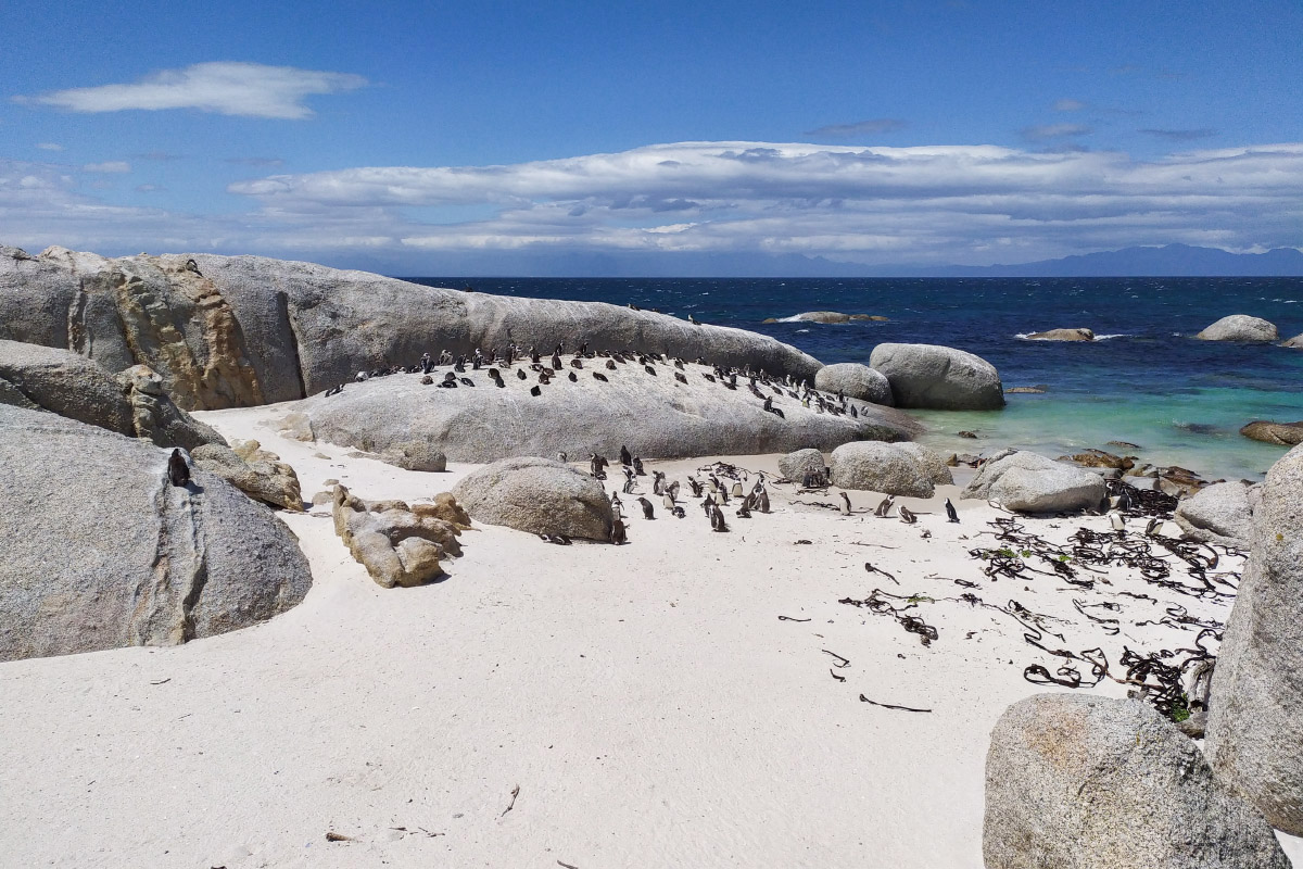 На Фокси соорудили помост, с которого наблюдают за колонией пингвинов
