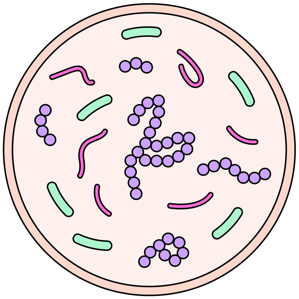 Что означают лейкоциты в мазке на микрофлору