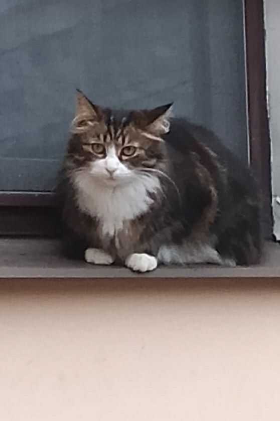 Дикая история: кот вернулся домой после временного усыновления