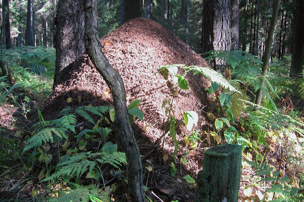 Вот так выглядят большие муравейники. Источник: mapio.net
