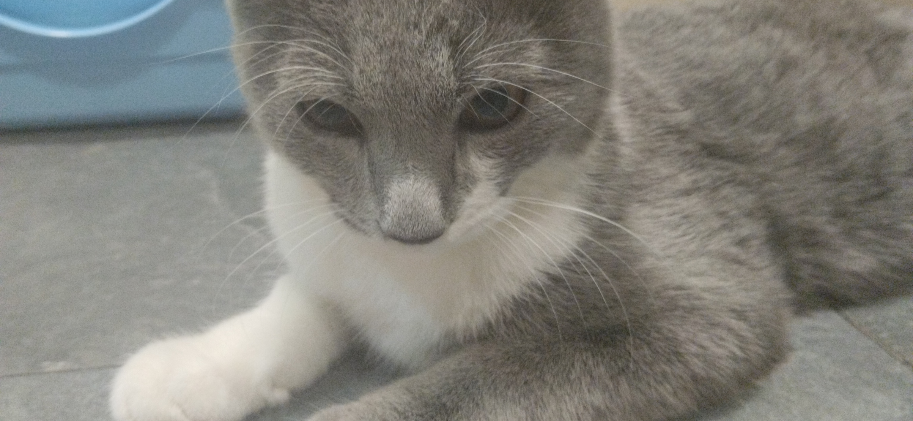 Мы потратили 17 672 ₽ на лечение острой задержки мочи у кота Компота