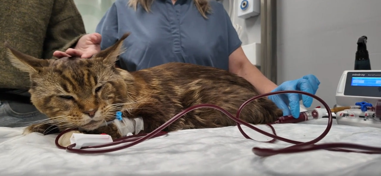 Я думал, донорство — это только для людей, пока моей кошке не понадобилась кровь