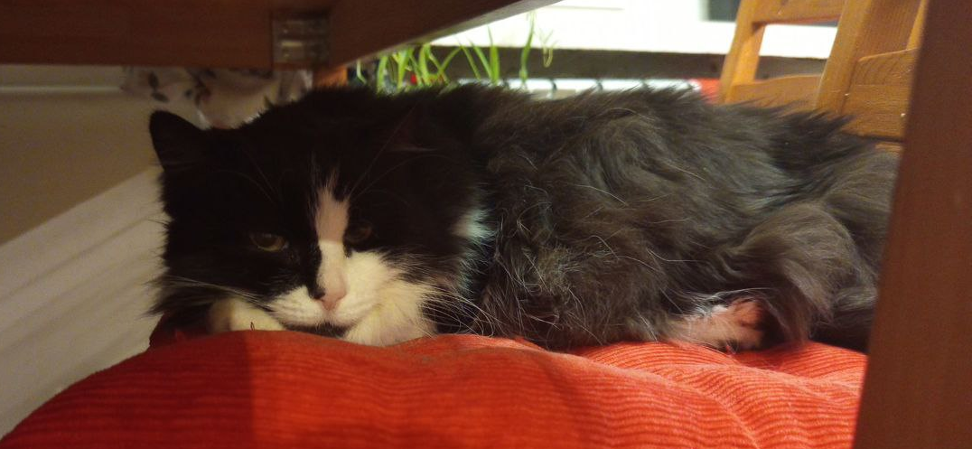 Мы потратили около 30 000 ₽ на диагностику хронической почечной недостаточности у кошки Мисс Киссы