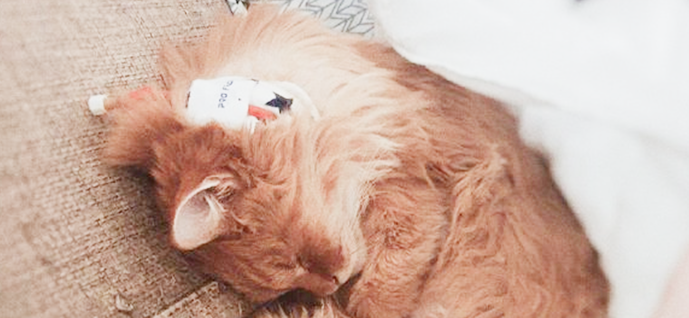 Я потратила 135 000 ₽ на лечение последствий удаления зубов и прижигания новообразования у кота Льва