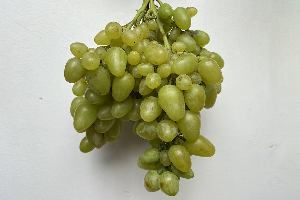 Рецепт вина из дикого винограда