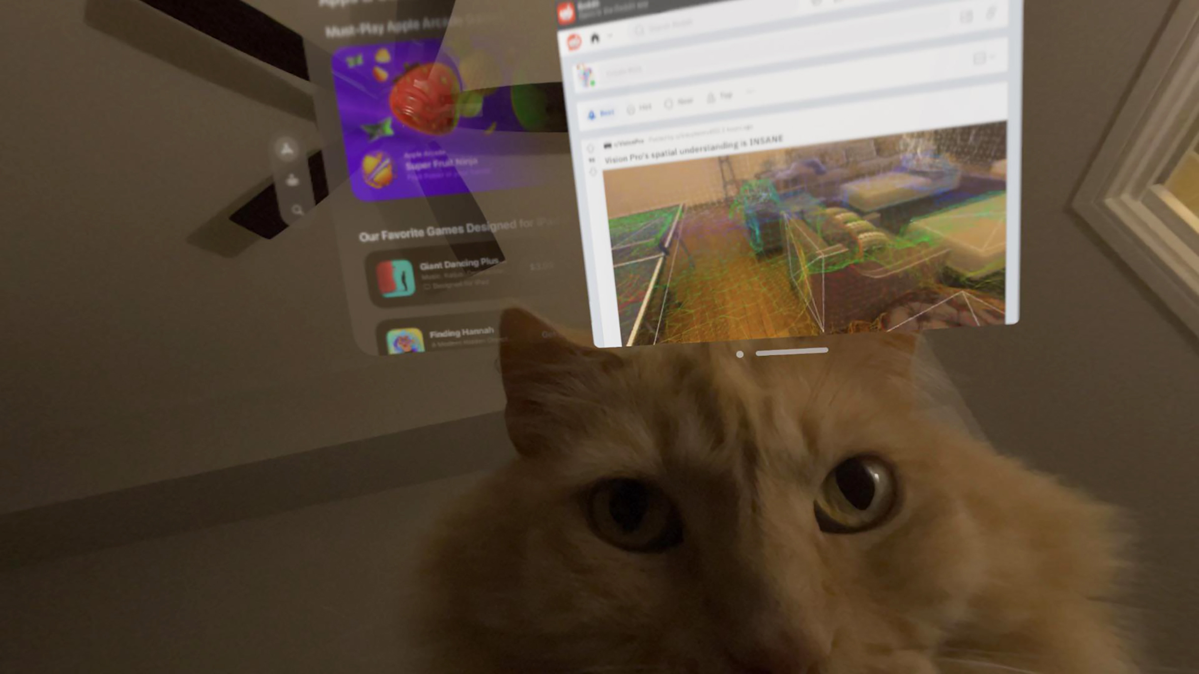 «Моя кошка переживает из-за Vision Pro». Источник: Zacitus / Reddit