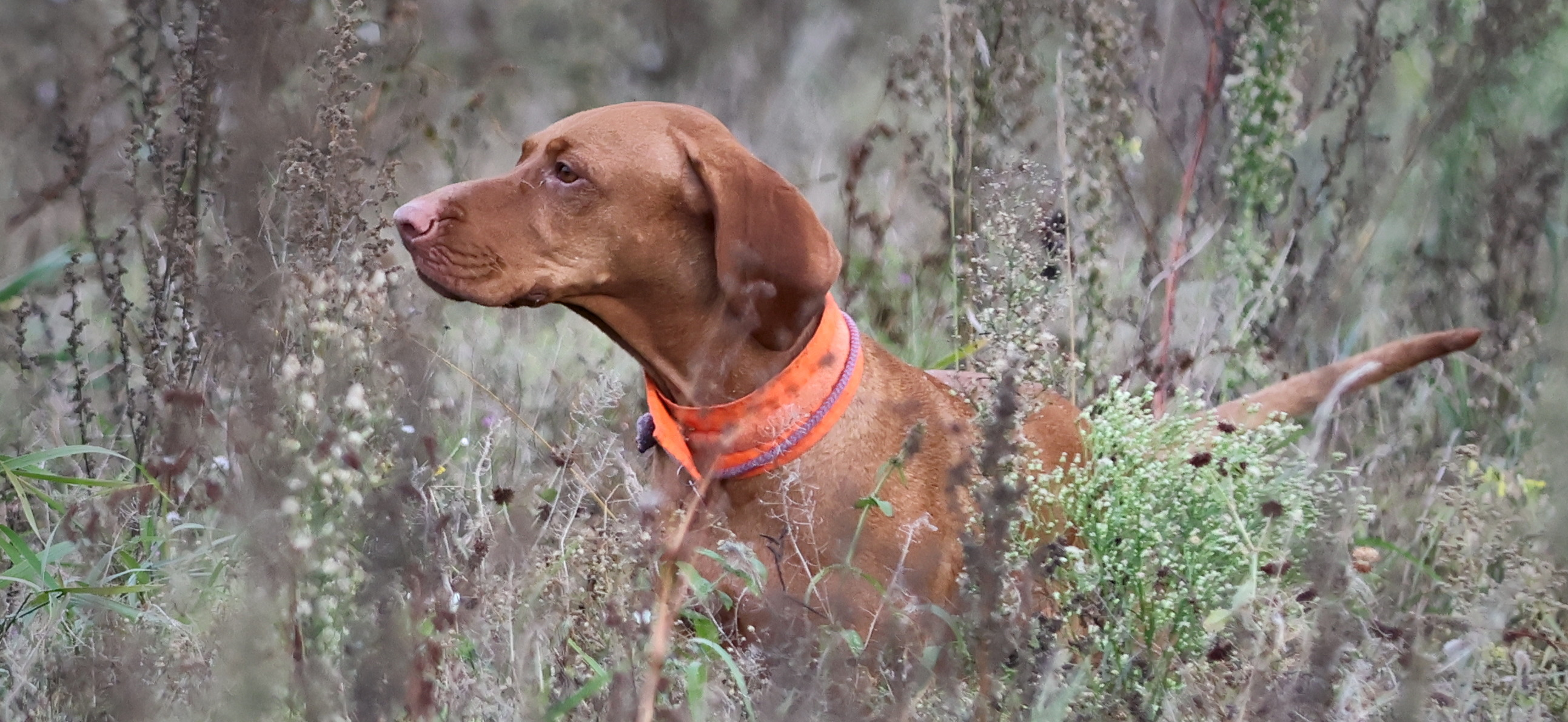 Фото питомца: выжла Ариадна охотится на коростеля