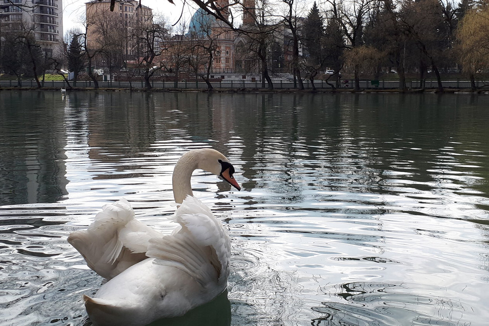 На пруду в парке живут лебеди. Источник: yandex.ru