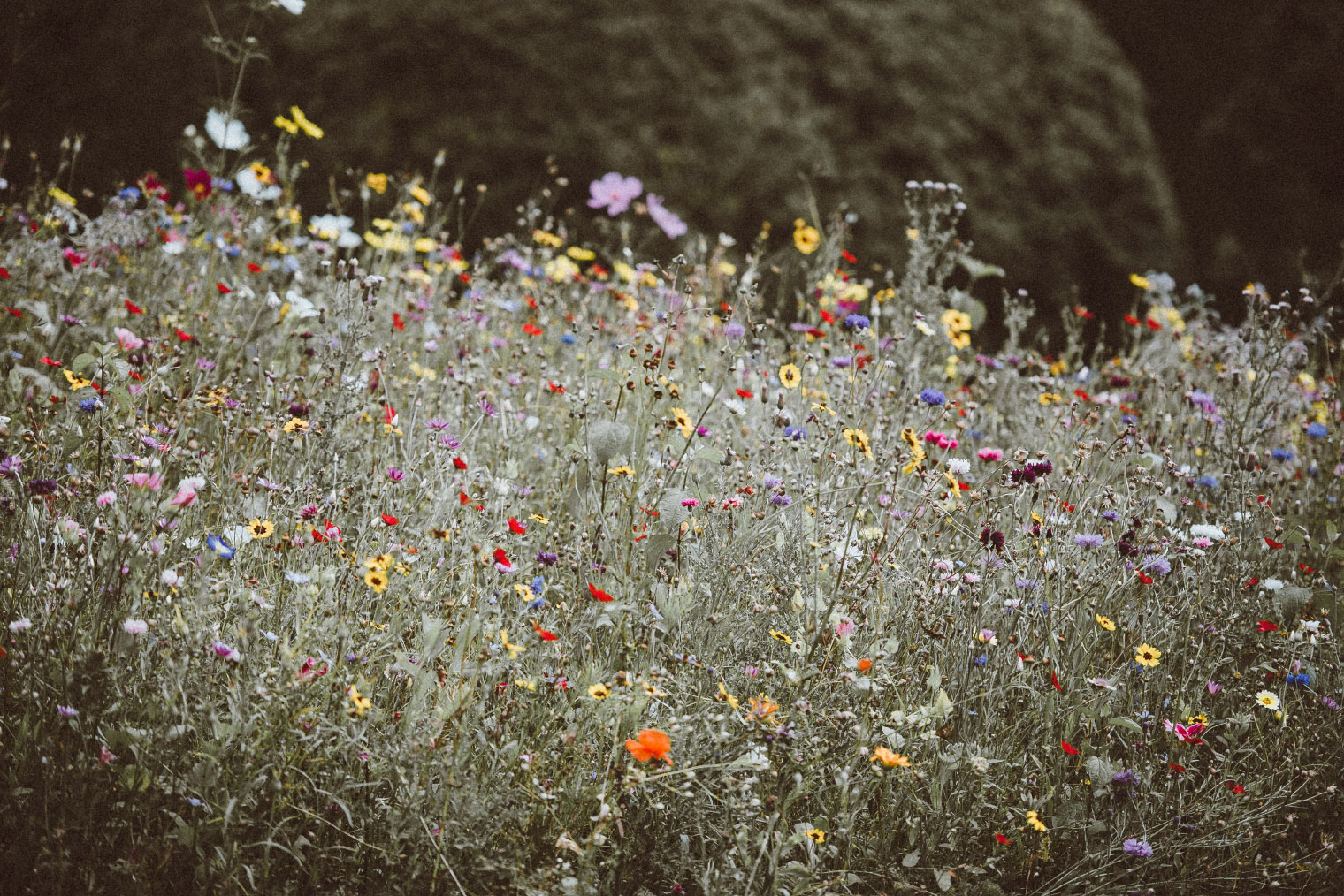 В смеси луговых трав много цветущих растений и в июне⁠-⁠июле такое поле наиболее живописно. Фото: Annie Spratt / Unsplash