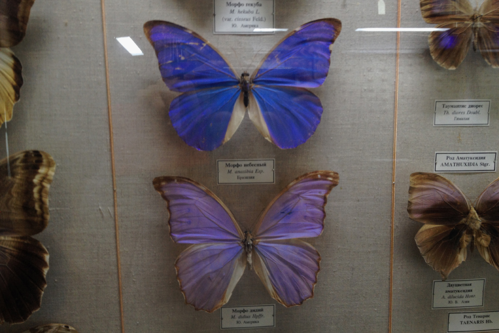 В музее представлено 6500 видов насекомых. Мне запомнились красивые бабочки морфо, которые обитают в Южной Америке
